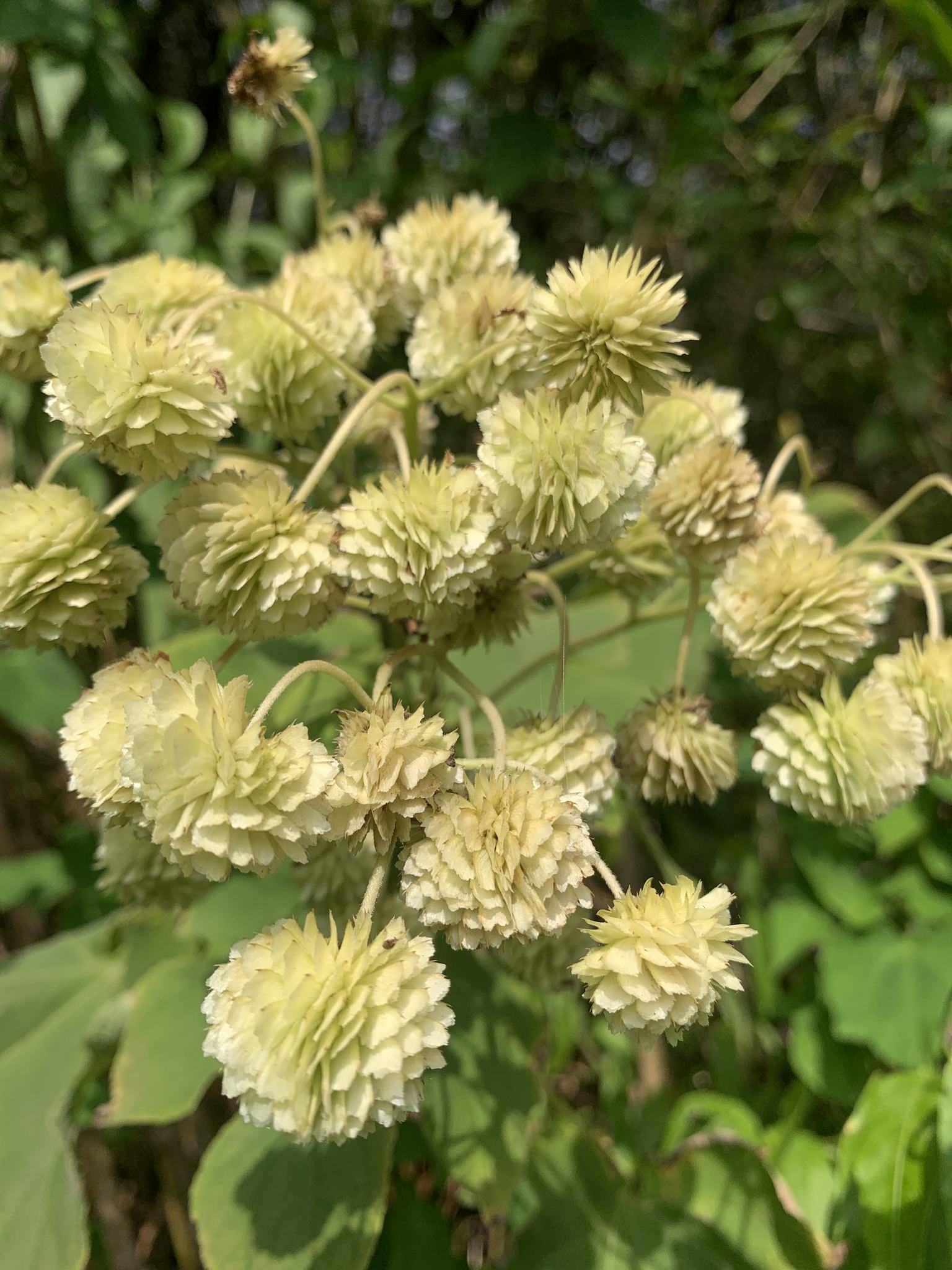 Montanoa hibiscifolia